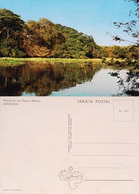 Venezuela Manglares con garzas blancas - 553