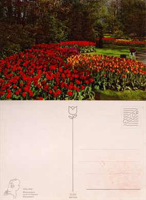 Paises Baixos, terra das flores - 900-449 (1)