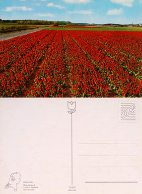 Paises Baixos, terra das flores - 900-449 (2)
