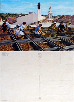 Portugal Algarve secagem do figo - 565-PR