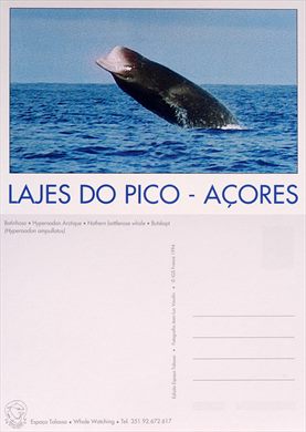 Portugal Lajes do Pico Batinhoso