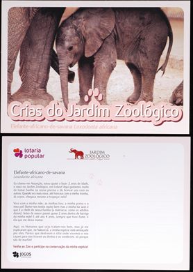 Portugal Lisboa Jardim Zoologico Crias Elefante-africano-de-sabana