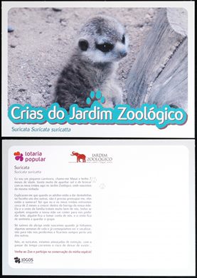 Portugal Lisboa Jardim Zoologico Crias Suricata