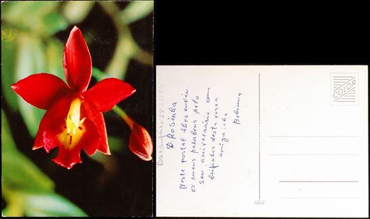 Flores (Kruger)