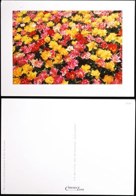 Flores (Multi Coloured by Han Hartzuiker)-(Chroma Zone)