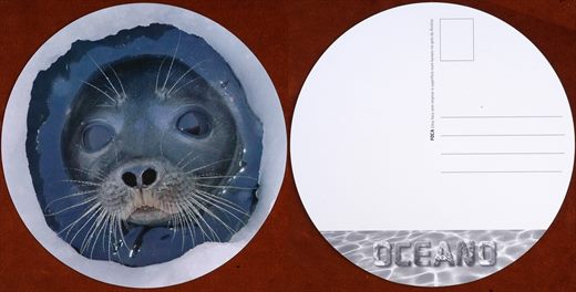 Oceano - Foca