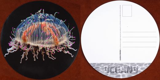 Oceano - Olindias Formosa