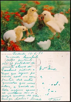Pintainhos - SSP-80 Chicken