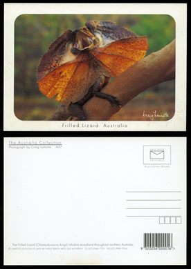 Australia, Frilled Lizard A07