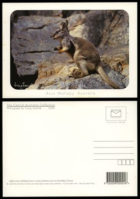 Australia, Rock Wallaby CA76