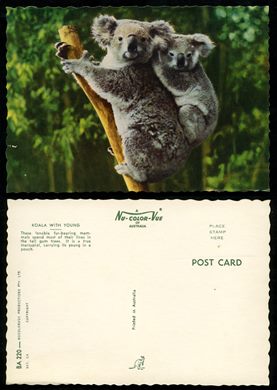 Koala with young BA 220