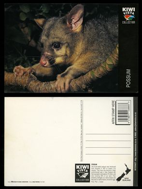 Nova Zelandia, Possum