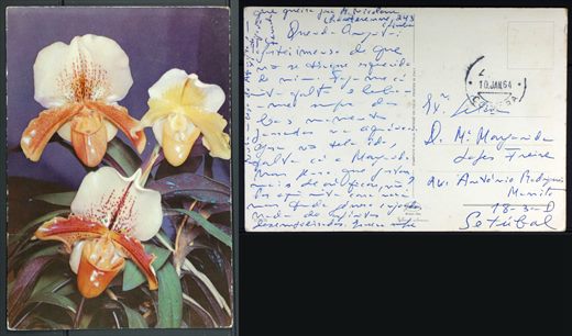 Orquideas 3777-79 Gorami