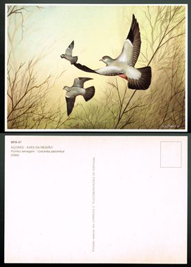 Portugal, Acores, Aves da regiao BPA-57