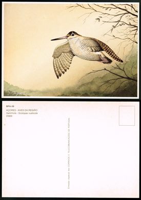 Portugal, Acores, Aves da regiao BPA-58
