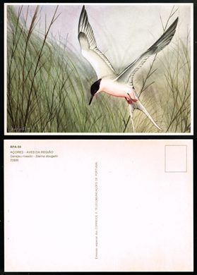 Portugal, Acores, Aves da regiao BPA-59