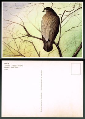 Portugal, Acores, Aves da regiao BPA-60