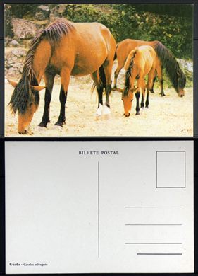 Portugal, Geres, Cavalos Salvagens
