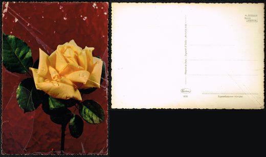 Rosa Amarela 830 - Cecami