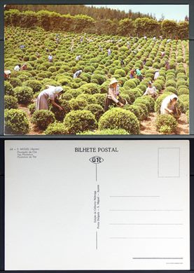 Portugal, Acores, S. Miguel, Plantacao de cha 68