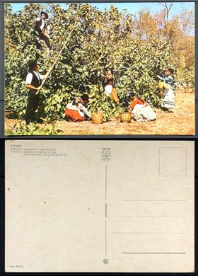 Portugal, Algarve, Varejando e colhendo o figo 553 - CAS