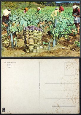 Portugal, Douro, Vindimas 242 - FC