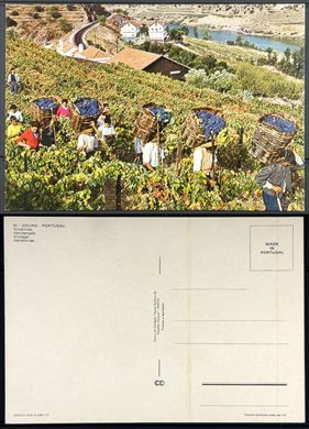 Portugal, Douro, Vindimas 51 - CC