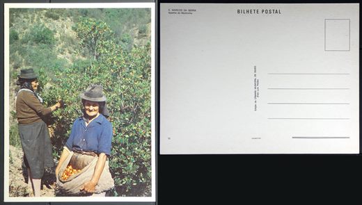 Portugal, S. Marcos da Serra, Apanha de Medronho 10