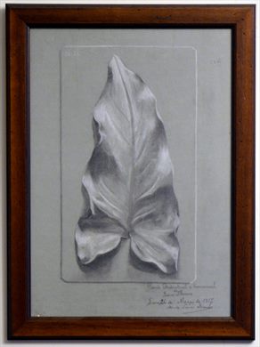 Quadro folha (lapis)