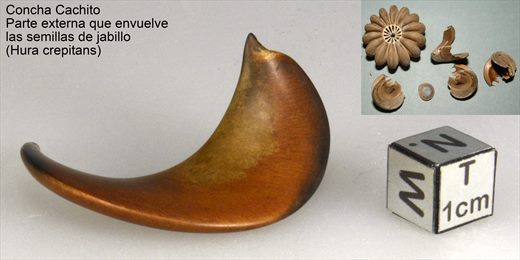 Concha Cachito (Hura crepitans)