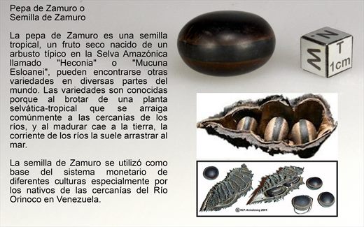 Pepa de Zamuro (Mucuna sloanei)