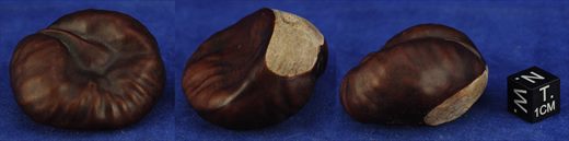 castanha-da-india