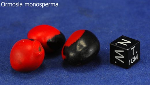 Ormosia monosperma
