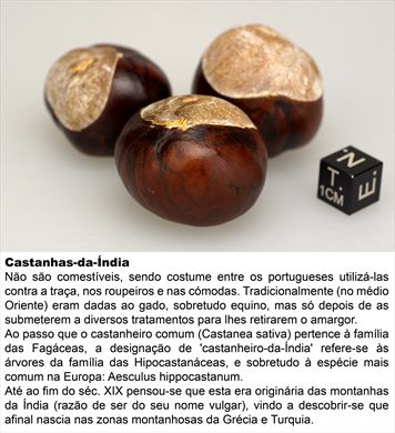 castanha-da-India