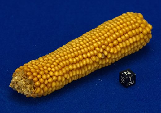 Macaroca de milho