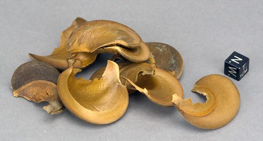 Concha Cachito (Hura crepitans)