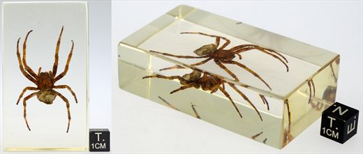 Aranha diabo (Araneus ventricosus)