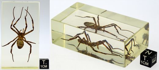 Aranha pisauridea (Pisauridae)