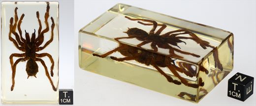 Aranha teia de funil (Macrothele calpeiana)