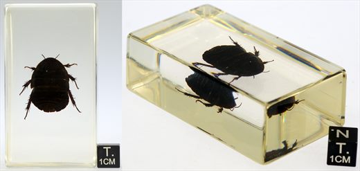 Barata da Coreia (Polyphaga sp.)