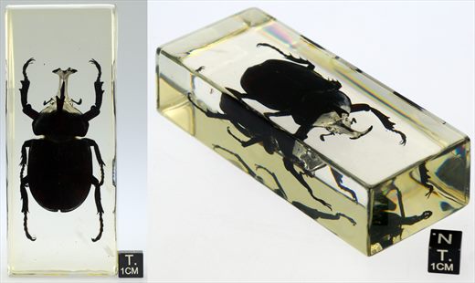 Escaravelho rinoceronte castanho (Xylotrupes gideon)