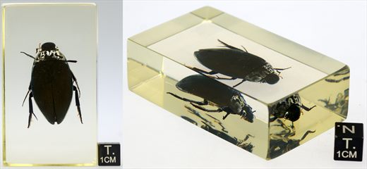 Escaravelho mergulhador (Hydrophilidae)