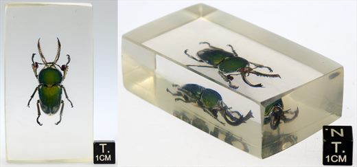 Escaravelho veado indonesio (Lamprima adolphinae)