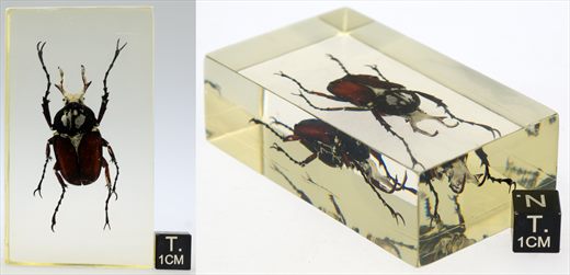 Escaravelho de Taiwan (Dicronocephalus shimomurai)