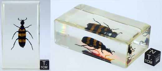 Escaravelho zebra (Mylabris sp.)