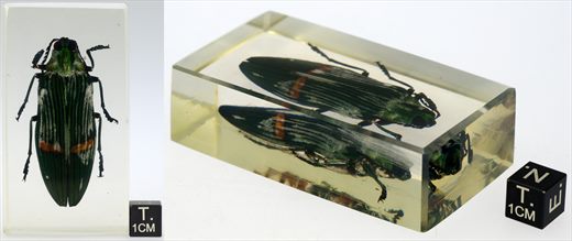 Escaravelho joia oriental (Buprestidae)