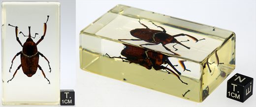 Gorgulho de patas compridas (Cyrtotrachelus sp.)