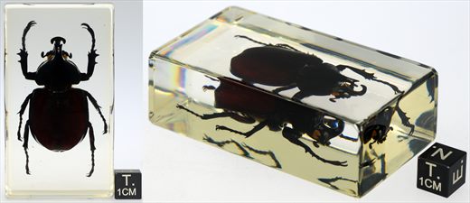Escaravelho rinoceronte (Trypoxylus dichotomus)
