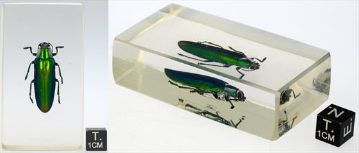 Escaravelho joia malaio (Chrysochroa fulminans)