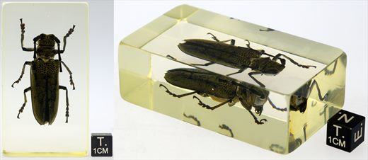 Escaravelho longicornio (Cerambycidae)